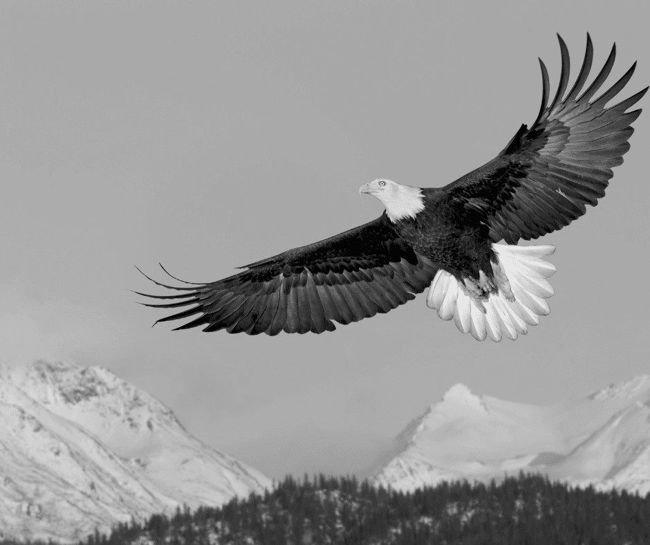 Pois onde estiver o corpo, aí se ajuntarão as águias.